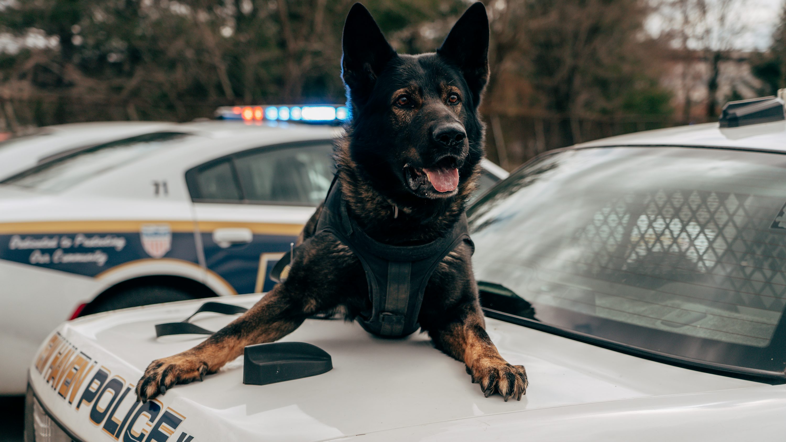 K9